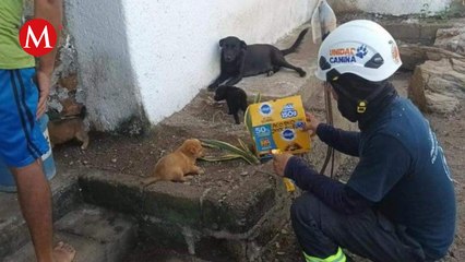 Paso de 'Otis' en Acapulco afecta también a los animales