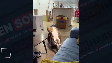 Esneyen sevimli kedi kamerada