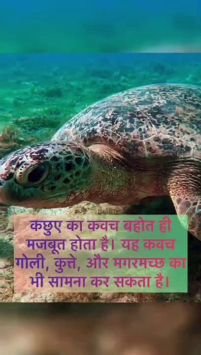 "कछुआ के डरावने सितारे: अत्यंत गतिविधियाँ"
