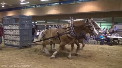 How the Mighty Gallop: A Journey Through the World's Most Powerful Horse Breeds