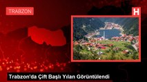 Trabzon'da Çift Başlı Yılan Görüntülendi