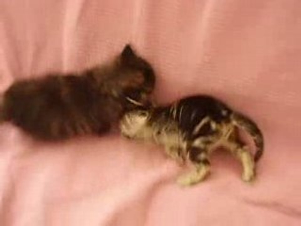 Cannelle et Plume...