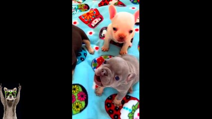 New Funny Animals Video 2023 _ Funniest Cats and Dogs Videos _ New Funny Video Of Cat And Dogs #287