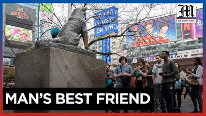 Japan's ever-faithful dog turns 100