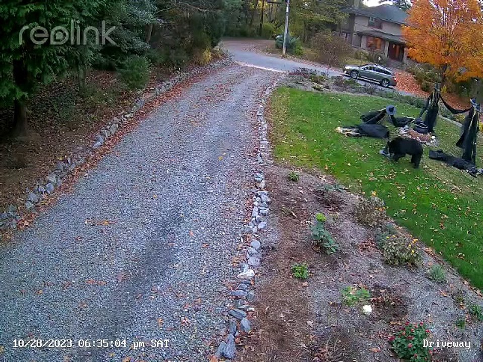 Black Bear Pulls Down Halloween Witches