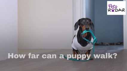How Far Can A Puppy Walk? | PetsRadar