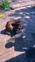 Homem tenta enganar vira-lata caramelo para roubar casa e se dá mal; veja vídeo