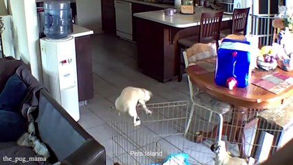 The funniest animals / Fun with cats and dogs 2023 / LA #26