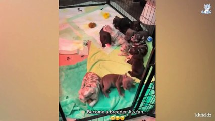 The funniest animals / Fun with cats and dogs 2023 / LA #29