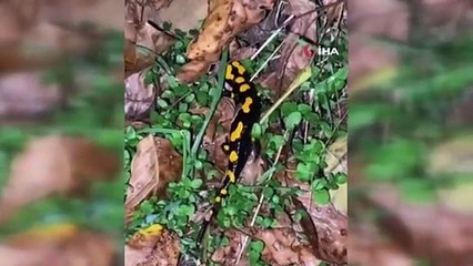 Nesli tükenmekte olan Türk Semenderi Kayseri'de görüntülendi