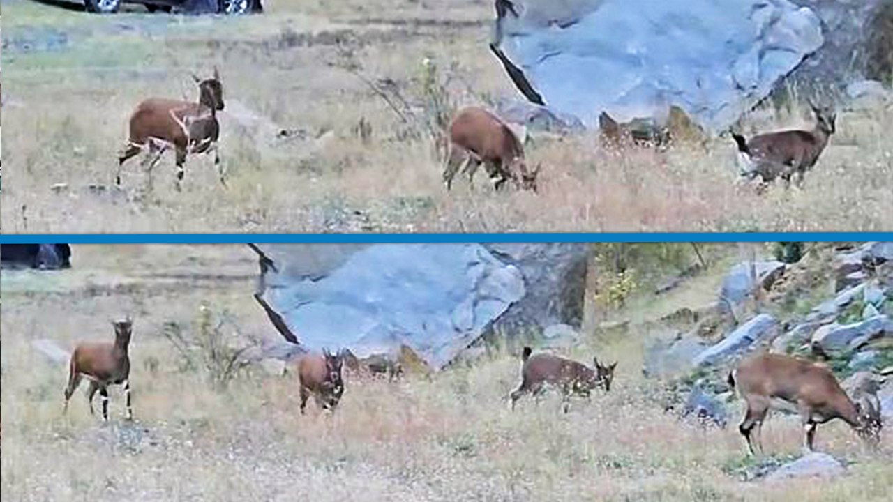 Nesli koruma altındaki yaban keçilerinin otoyol kenarında otladığı anlar kamerada