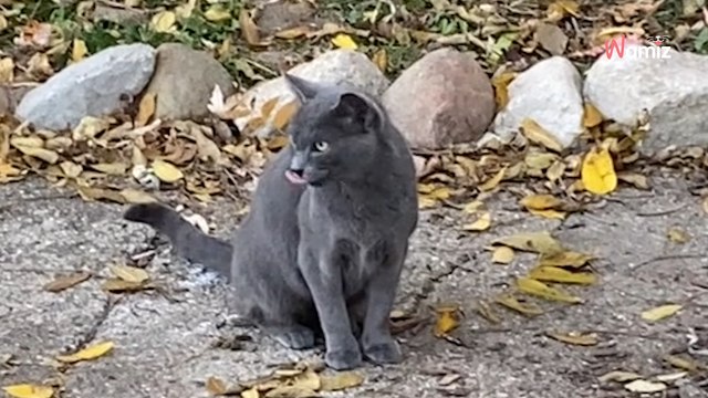 Elle assiste à l’étrange manège d’une chatte errante : en sortant de chez elle, elle découvre la vérité