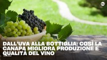 Dall’uva alla bottiglia: così la canapa migliora produzione e qualità del vino