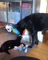Pet Cat Looks After Blind Dog Brother: An Unlikely Friendship