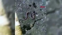 Trabzon'da çift başlı yılan görüldü! 