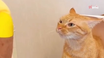 Elle démontre que le mythe à propos des chats roux est vrai : 6M d'internautes n'en reviennent pas (vidéo)