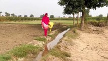 Pregnant Lady ky liye ghas ka intazam _ Village Vlogs _ Village Punjab Pakistan