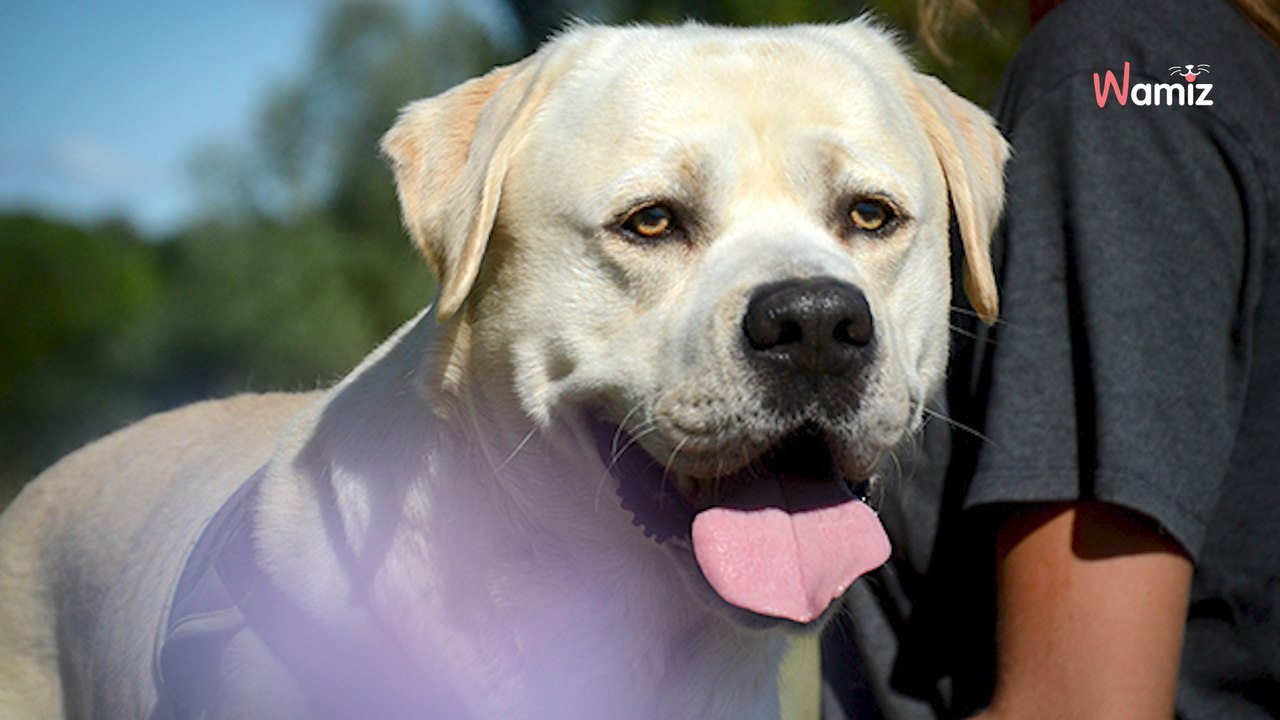 Trouvé en mauvais état sur la voie publique, ce chien attend de compter enfin pour quelqu'un