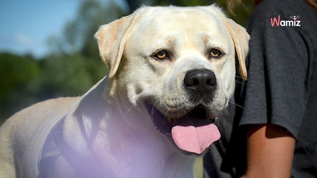 Trouvé en mauvais état sur la voie publique, ce chien attend de compter enfin pour quelqu'un