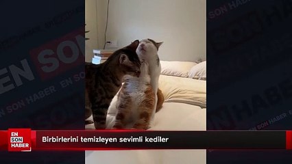 Birbirlerini temizleyen sevimli kediler