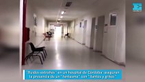 Ruidos extraños en un hospital de Córdoba aseguran la presencia de un