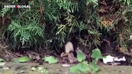 Nadir görülen hayvanı Bolu'da tesadüfen böyle görüntüledi!