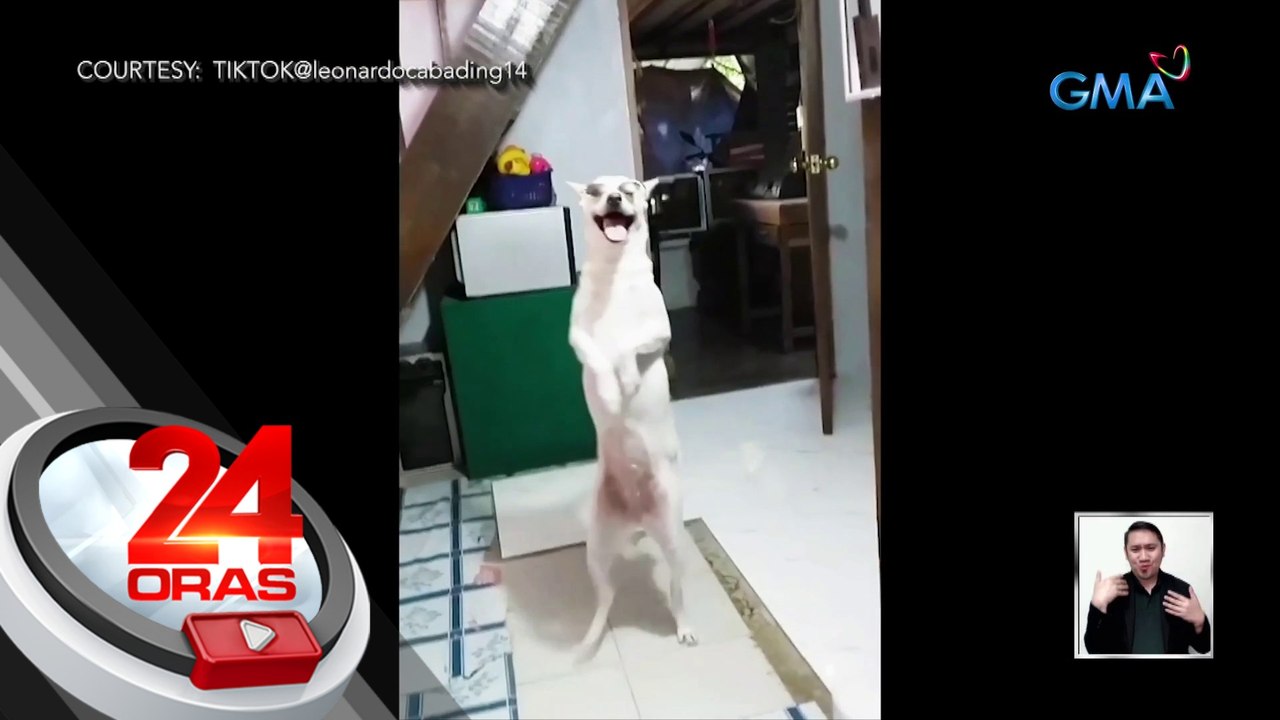 Aspin sa La Union na si "Hilux", kinaaaliwan dahil sa kanyang tricks gaya ng paglalakad nang parang tao | 24 Oras