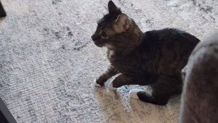Cat can't help but walk in a funny manner due to undetermined medical issues