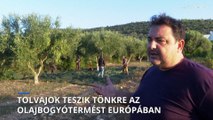 Tolvajok teszik tönkre az olajbogyótermést több európai országban