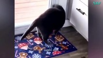Funniest Cats Videos, The Siliest, Cutest And Funniest Cats 46