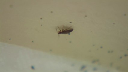 빈대 잡는 '대체 살충제' 이르면 내일 긴급 승인 / YTN