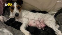 Jack Russel Becomes Unlikely Mother of Abandoned Kittens