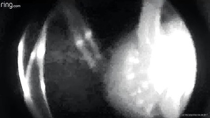 Fox Steals Camera