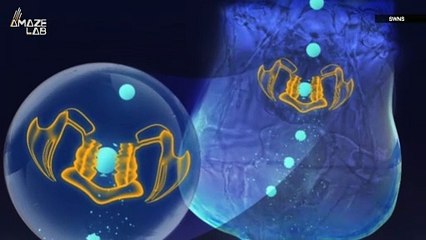 Plankton Are Turning Microplastics Into Nanoplastics and Making the Whole Situation Worse