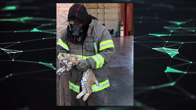 Club de Mascotas 24/7 | Reportes de animales silvestres que bajan a la ciudad de Hermosillo