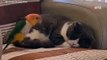Papuga podskakuje na posłaniu kota, ale po chwili ten ma dosyć żartów (video)