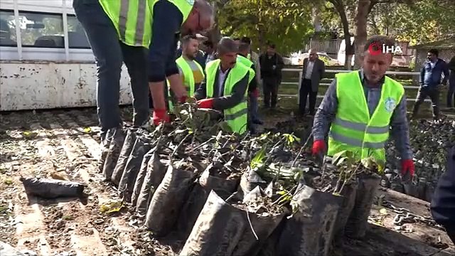 Erciş'te 30 Bin Ceviz ve Badem Fidanı Dağıtıldı