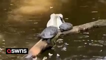 Turtles knocked off log into water by mischievous swan