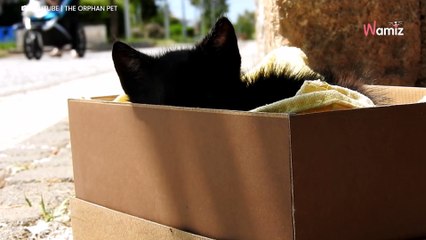 Experiment to see if anyone would help kitten has heartbreaking results (video)