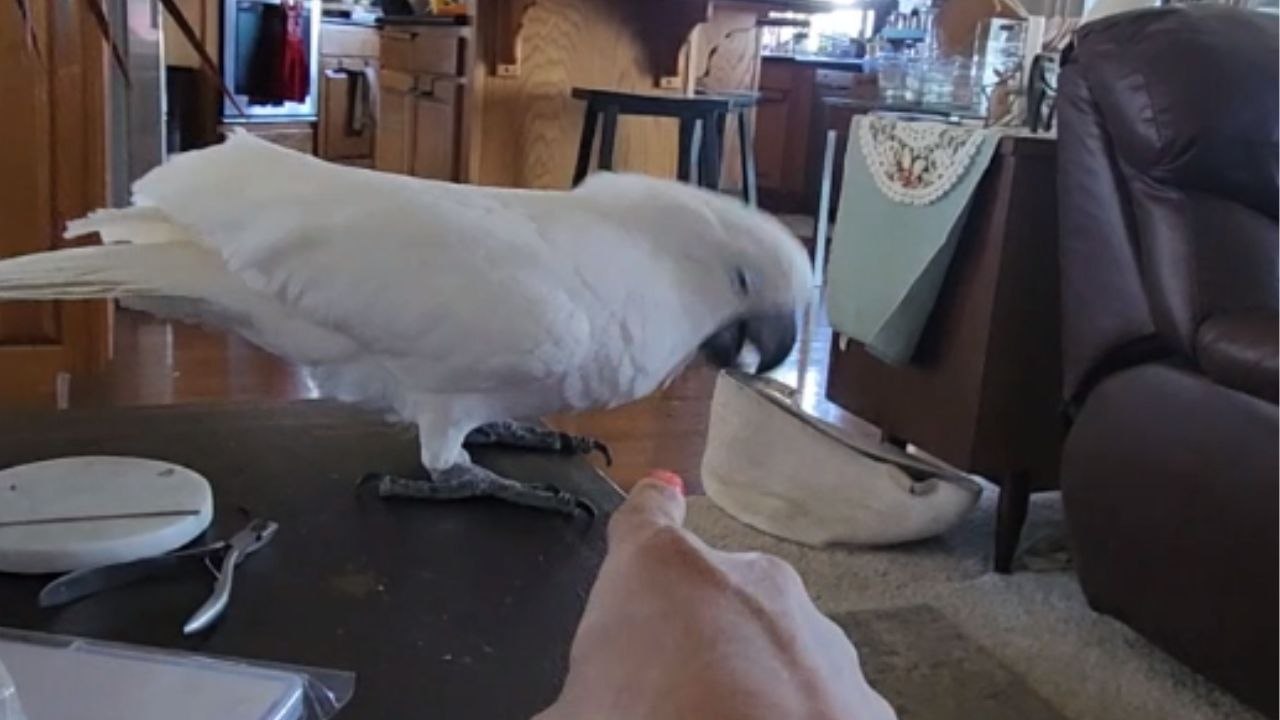 'I Don't Care' - Obsessed 17 y/o Cockatoo won't stop stalking dad until he gets his attention