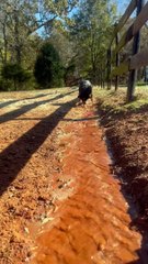 Sissy The Dog Chases Water