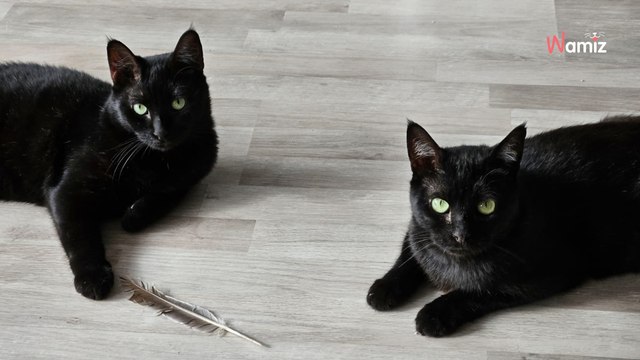 Recuperati molto malati da un gattile, sono stati curati e ora vogliono dimenticare l'inferno vissuto