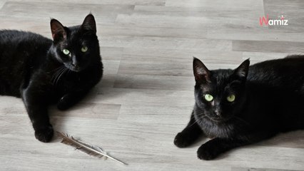 Recuperati molto malati da un gattile, sono stati curati e ora vogliono dimenticare l'inferno vissuto