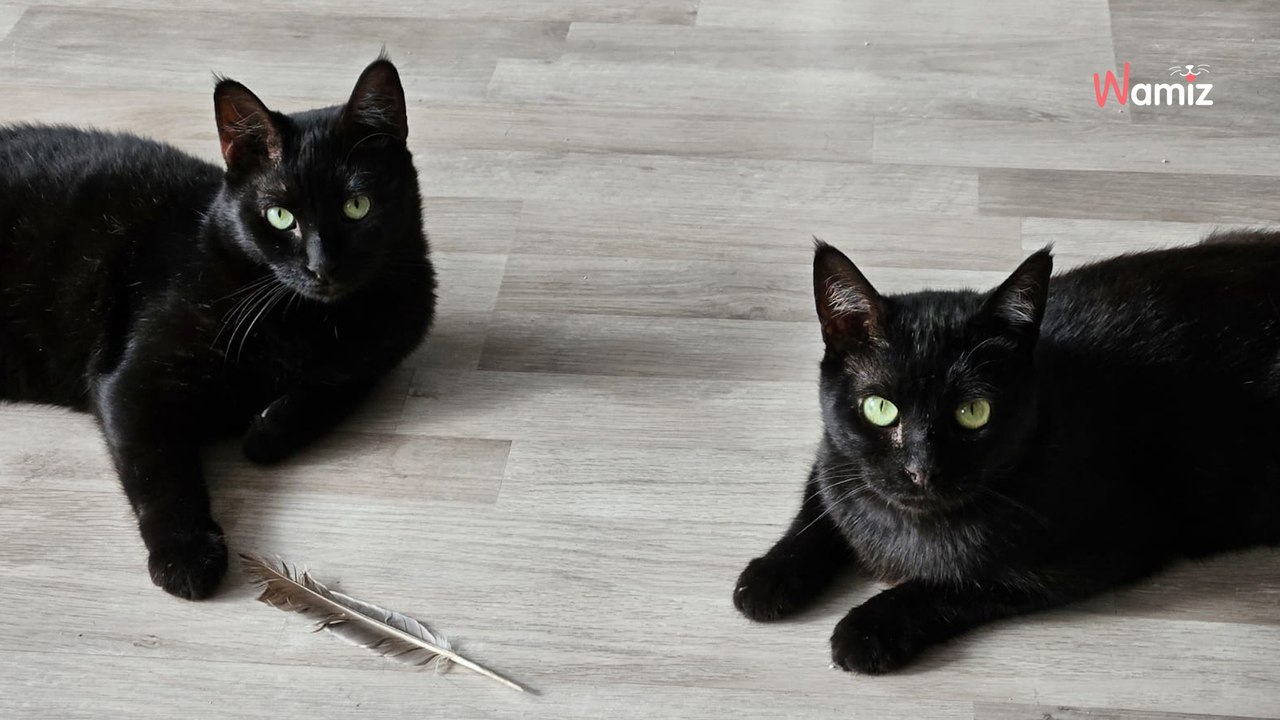 Recuperati molto malati da un gattile, sono stati curati e ora vogliono dimenticare l'inferno vissuto