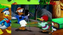 14  Donald Duck Clown of the Jungle 1947