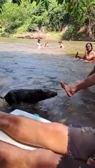 Little Pig Jumps Into River to Join the Party