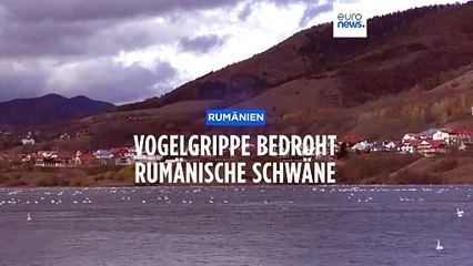 Schwan-Sterben in Rumänien: Vogelgrippe greift an See um sich