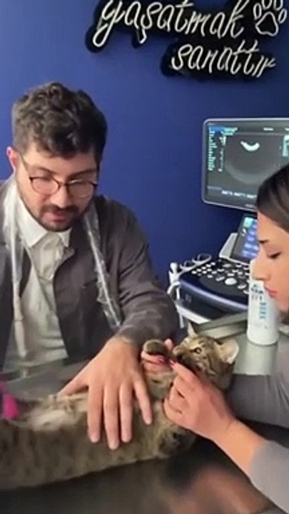 Cette future maman chat fait sa première échographie... trop mignon