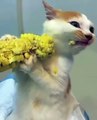 Ce chaton adore les épis de maïs... miam miam