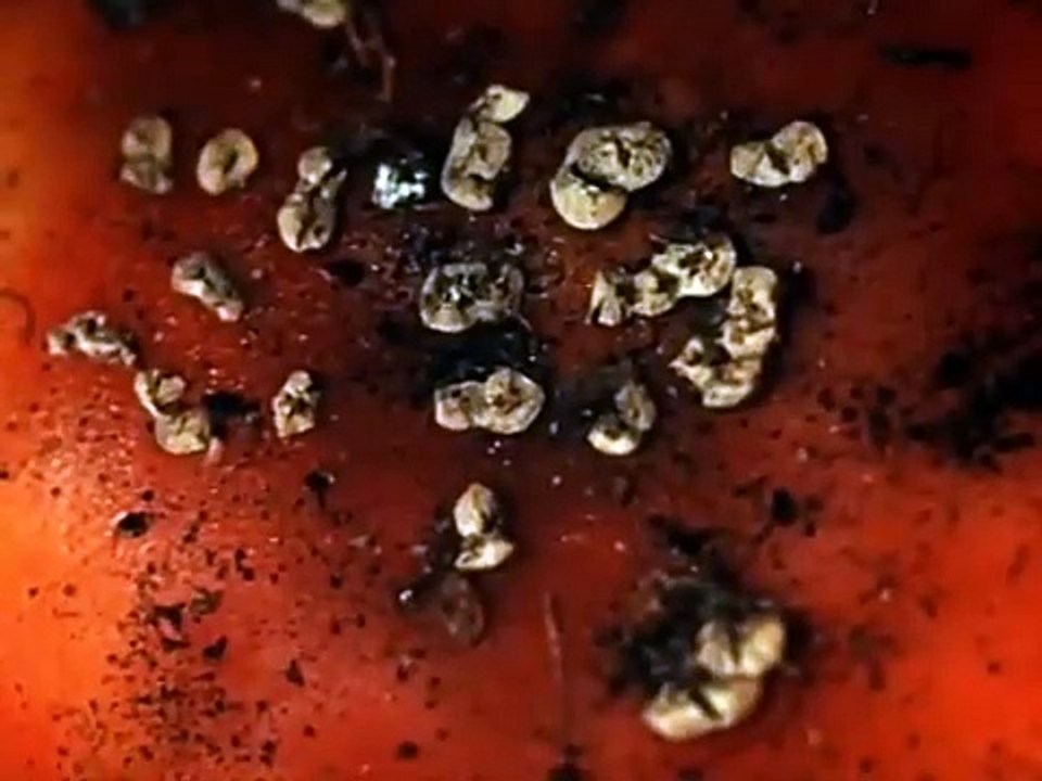 Performance - Theatrical Trailer